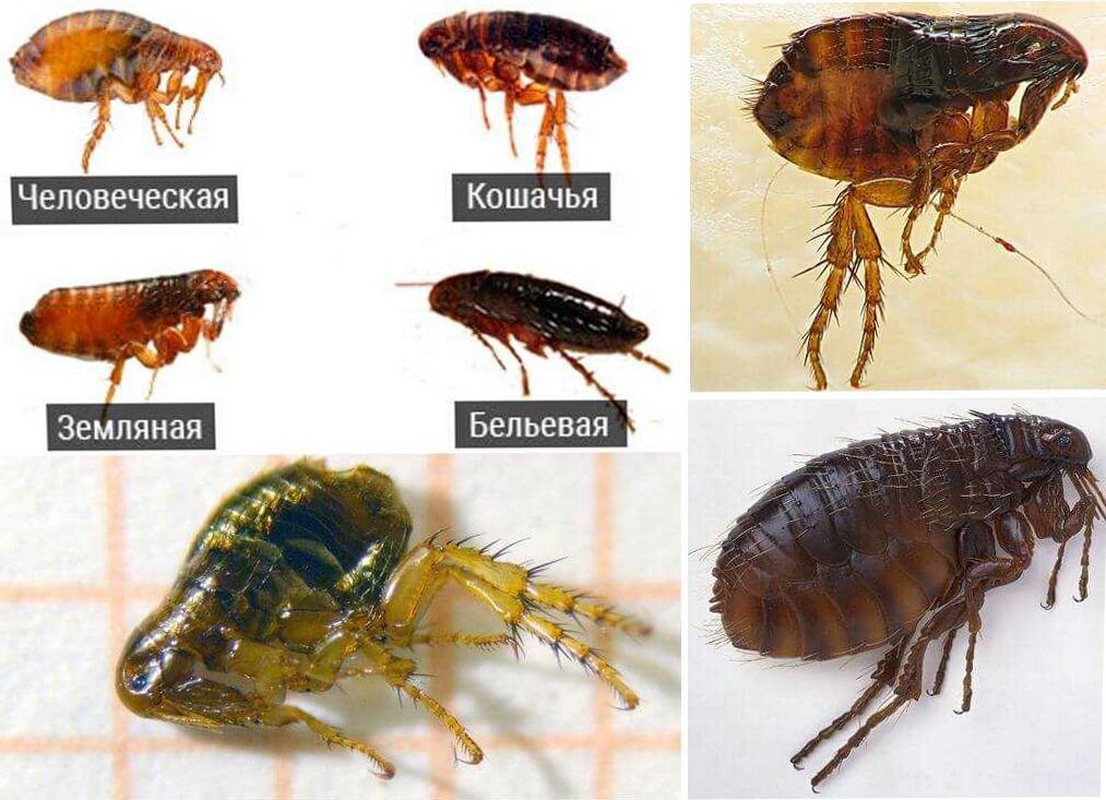 Как оказалось, видов очень много