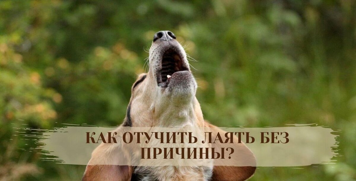 Как отучить собаку лаять, скулить и выть дома? | For Pet | Дзен