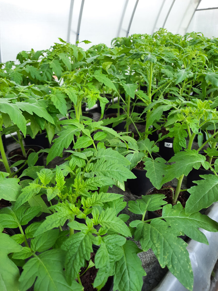 Рассада томатов