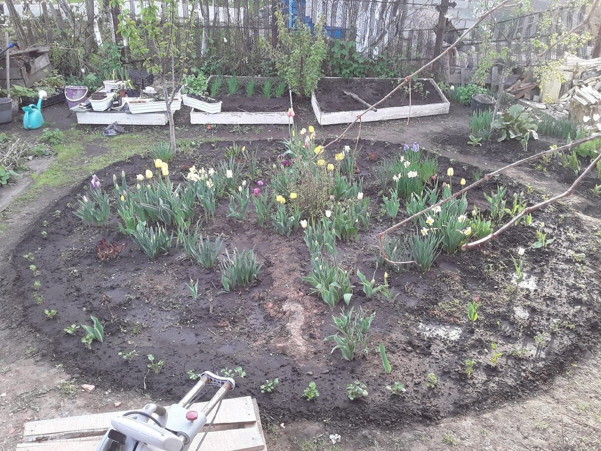 Начало мая, бордюром высажены ранункулюсы