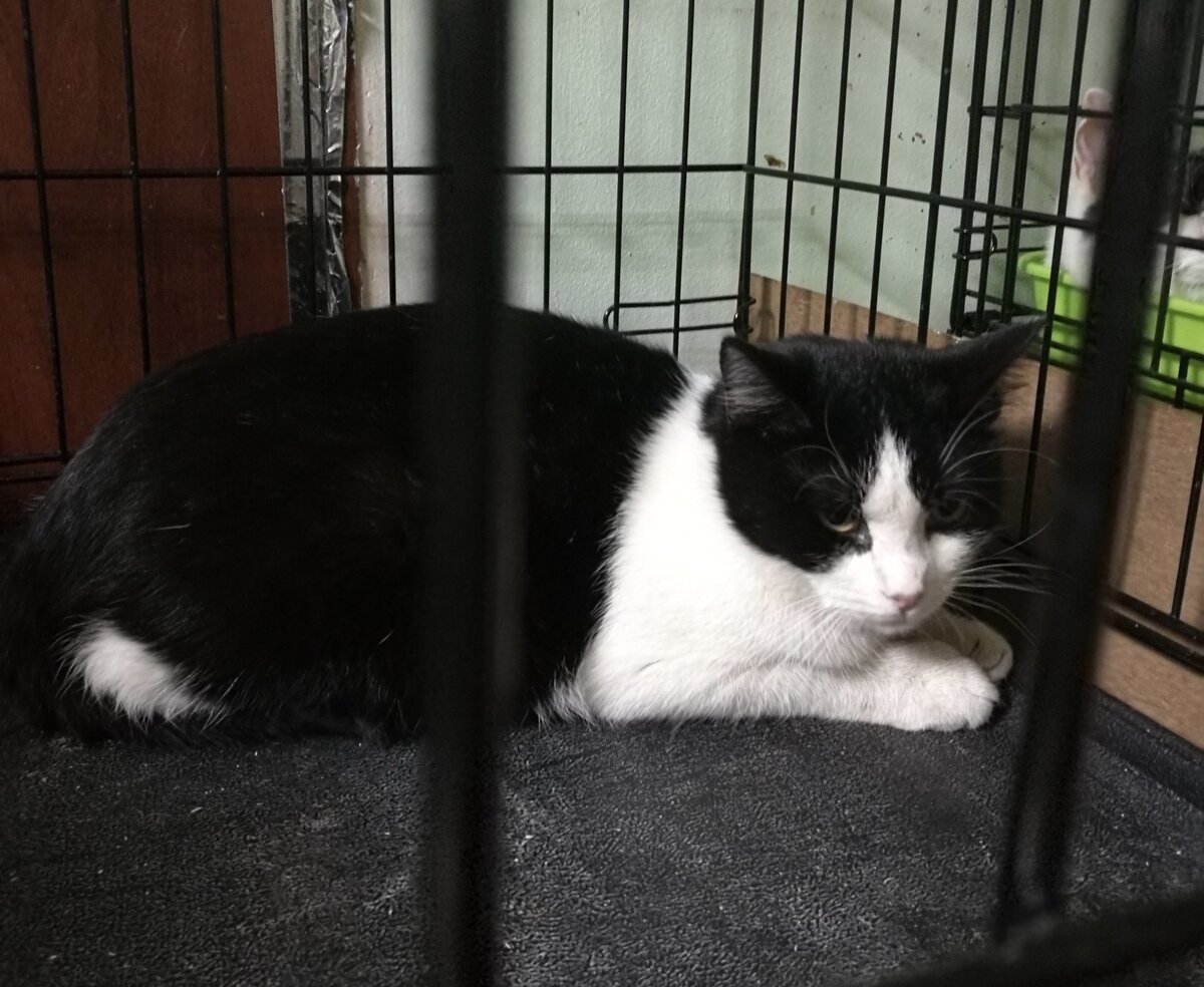 Это пятимесячный Фрай в день поступления к нам. Лицо котёнка правильно передаёт все его эмоции. 