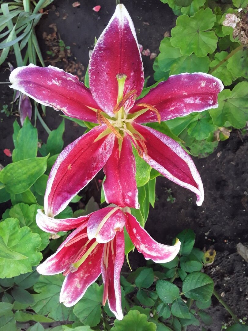 Лилия восточная, сорт Metropolitan, пораженная вирусом пестролепестности