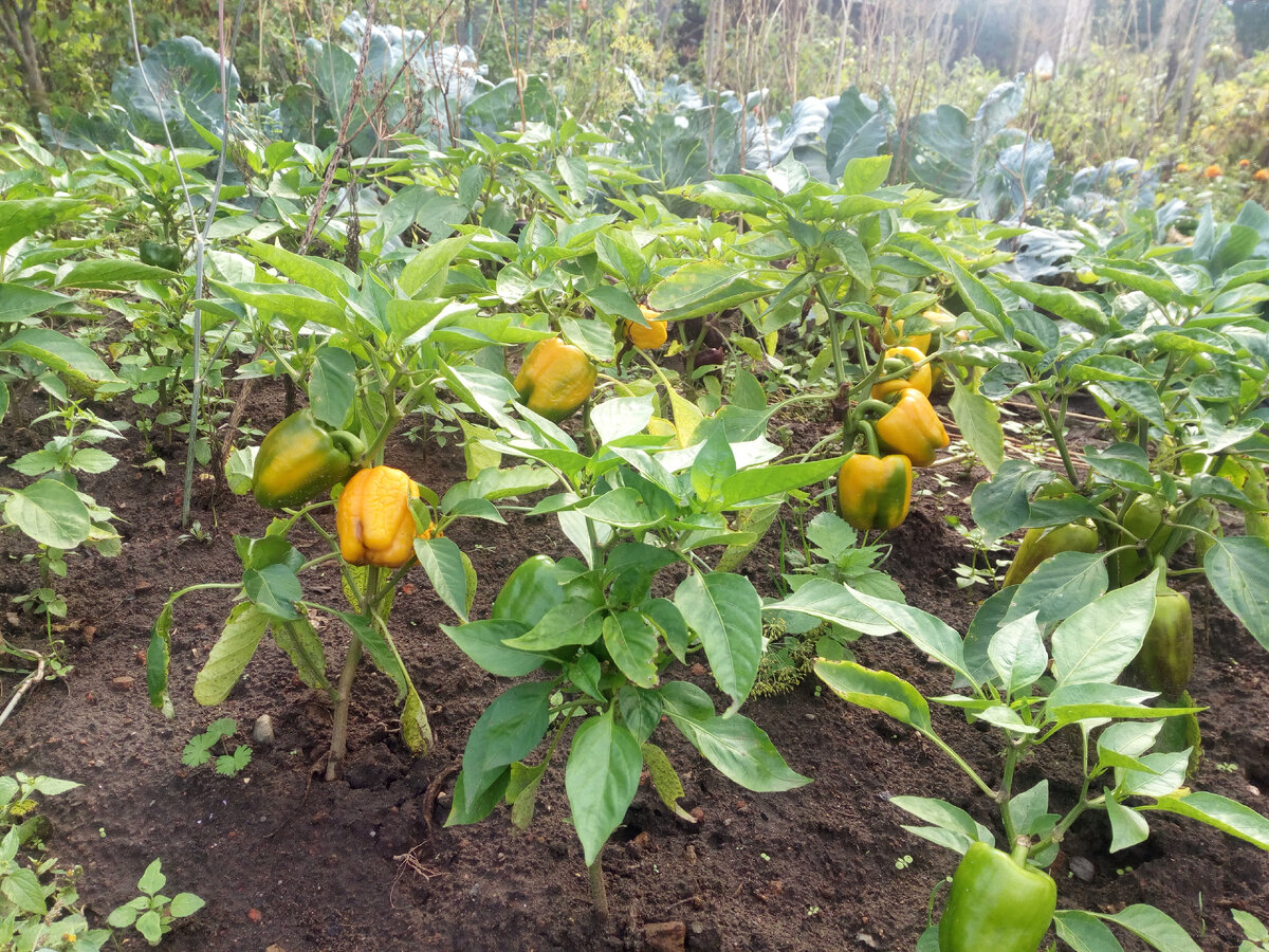 Грядка с дозревающим перцем