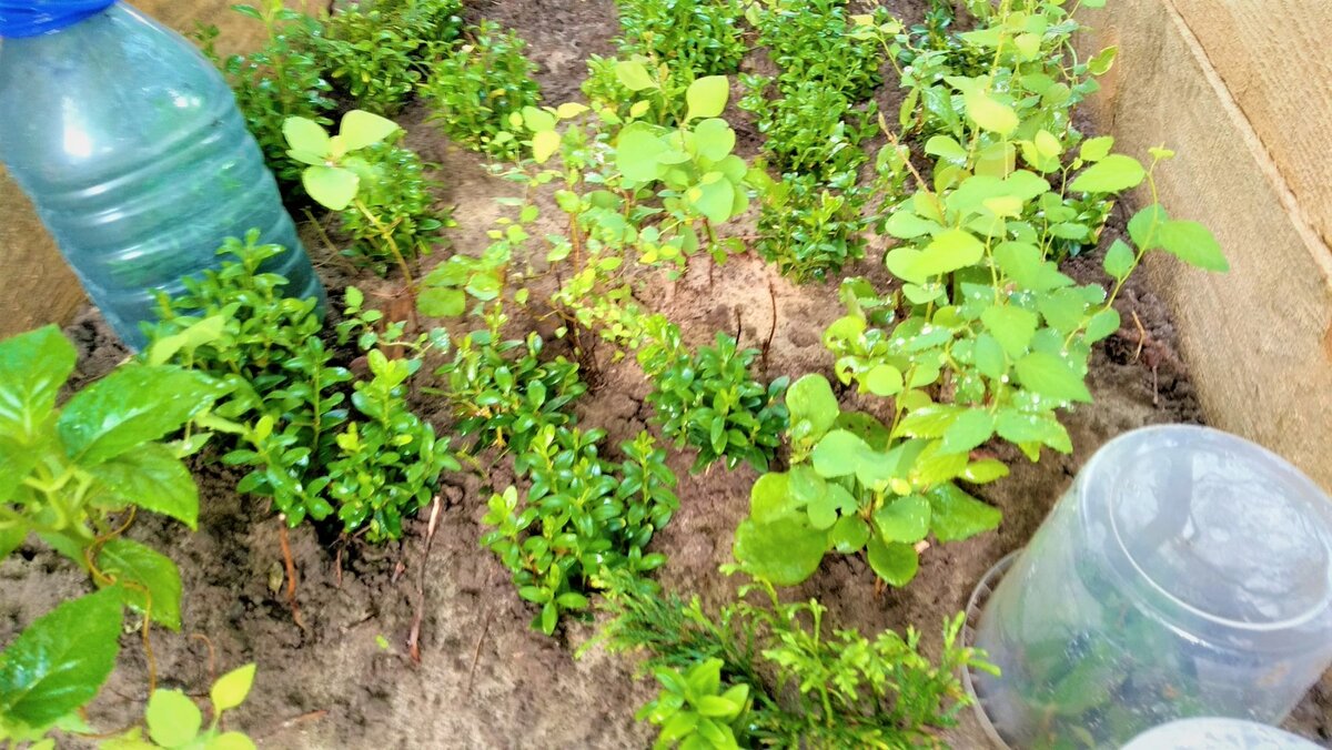  Размножение растений методом черенкования. Фото автора.
