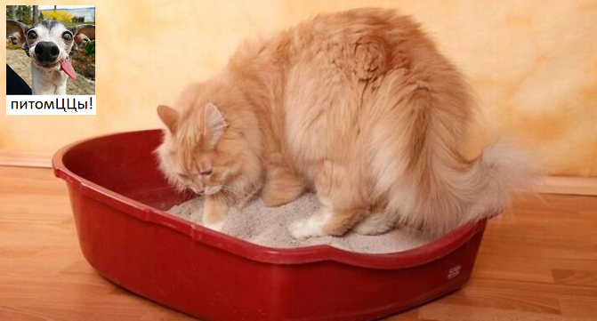 Мой серьезный "Рыжий" всегда очень ответственно подходит к этой процедуре.