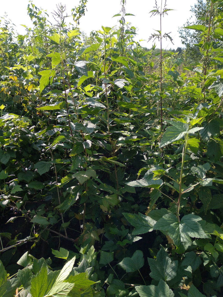 Кусты смородины все заросли крапивой, попробуй подойти