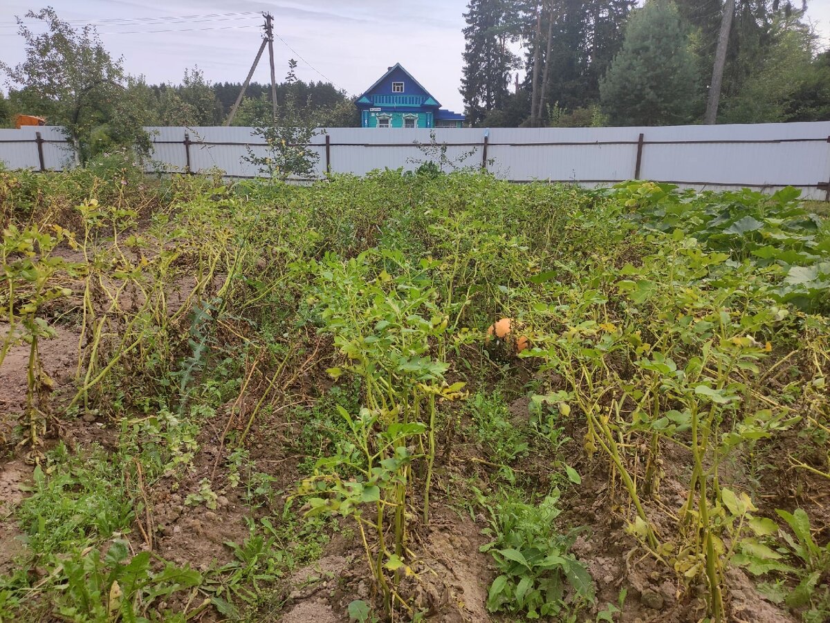 Картофельник