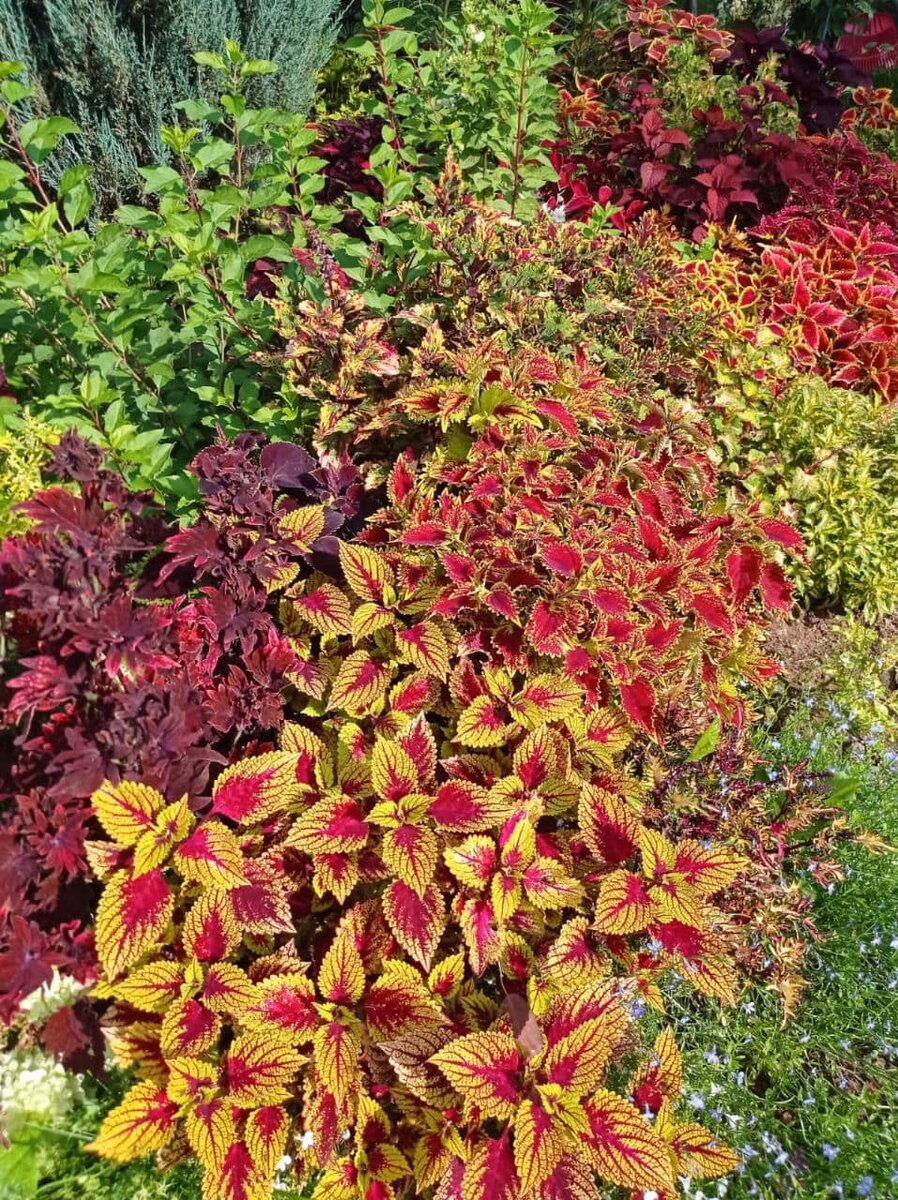 Инстаграм ColeusForSale