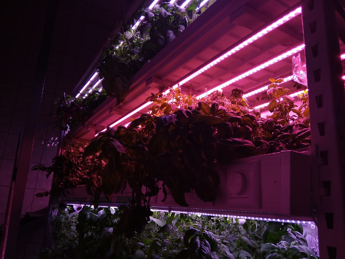 Экспериментальная гидропонная установка лаборатории искусственного климата в Тимирзевской академии.