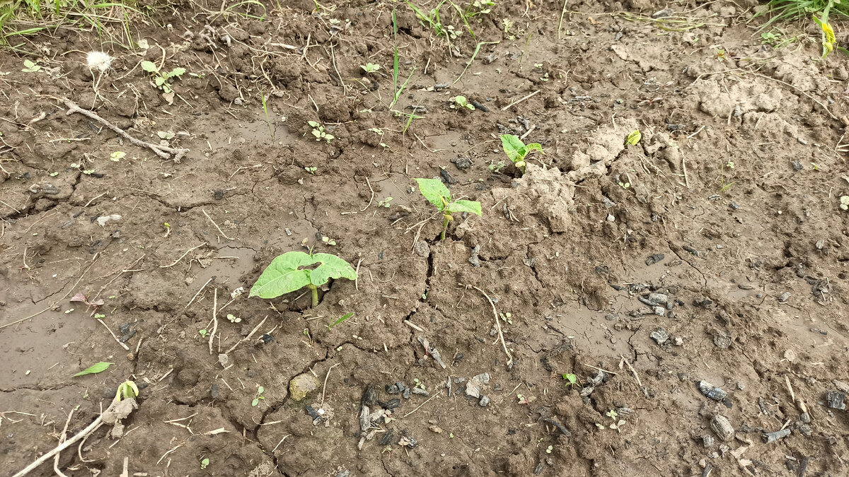 Фото автора. Грядка с фасолью