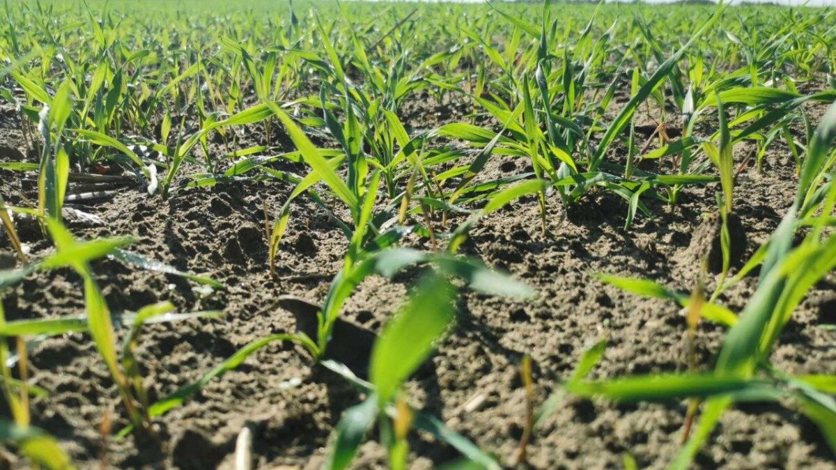 Фото:glavagronom.ru