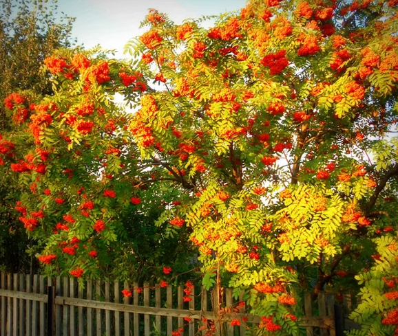 Фотография взята для иллюстрации