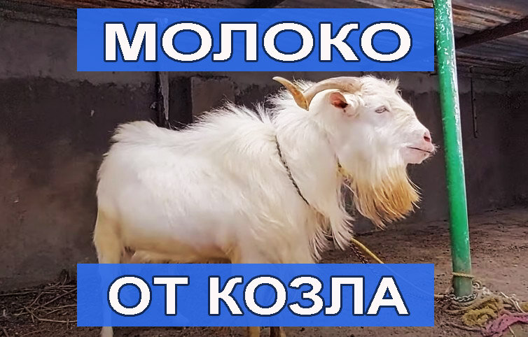 Молоко какого животного. Козел молоко. С козла молока.