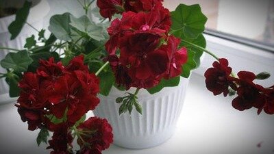 комнатная герань