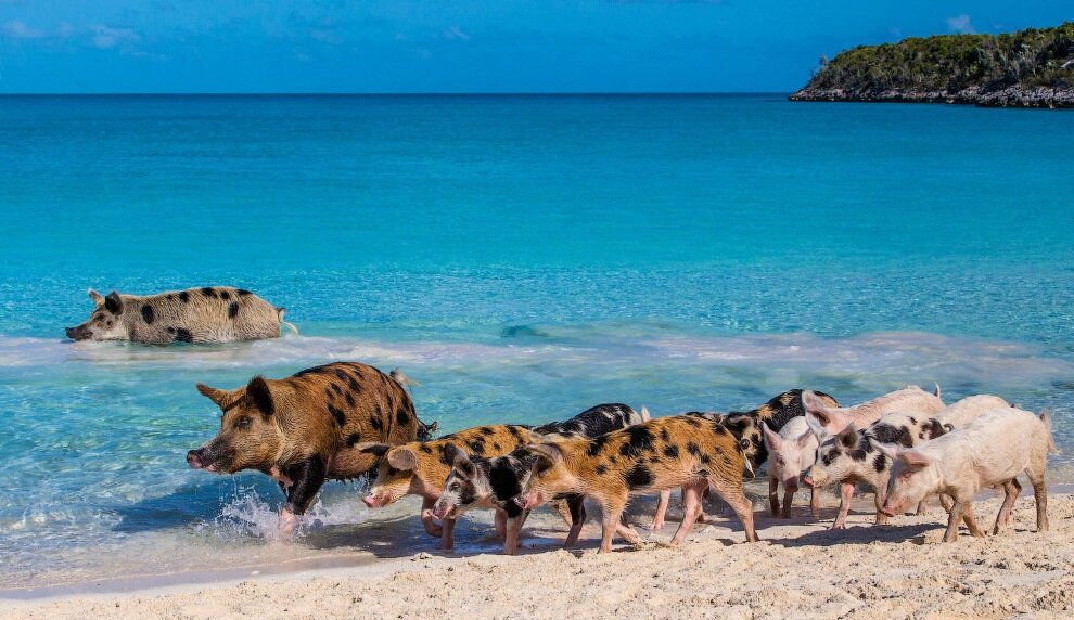 Остров Биг-Мейджор-Кэй