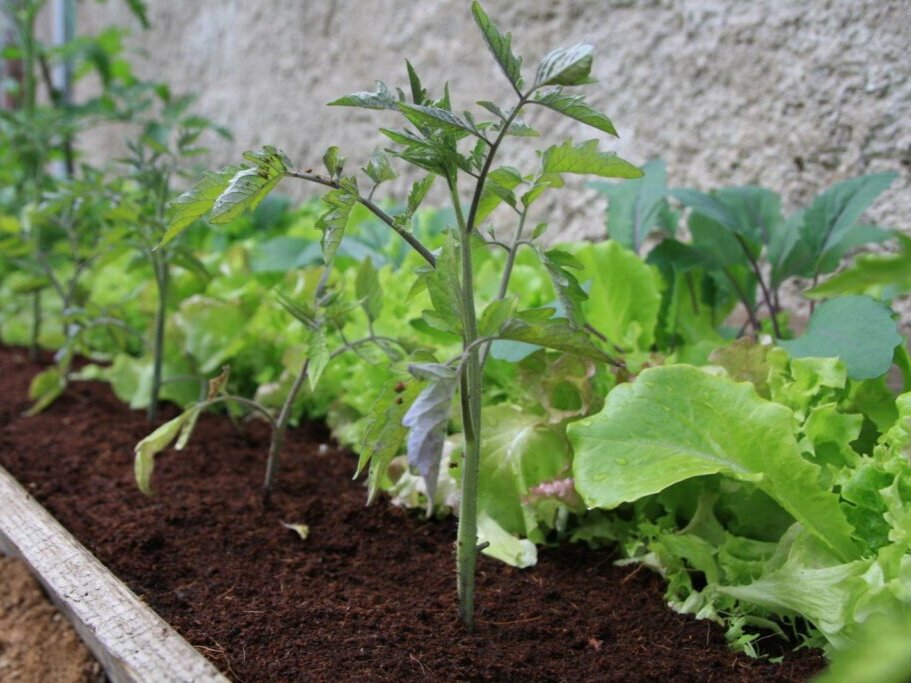 Фото: plantura.garden