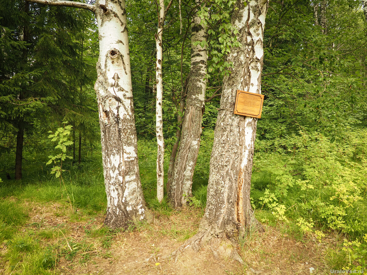 Осень березы. Береза дерево. Березовая роща климат. Небо осенью. Березовая роща вязники.