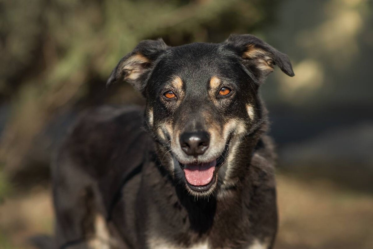 Радуется человеку