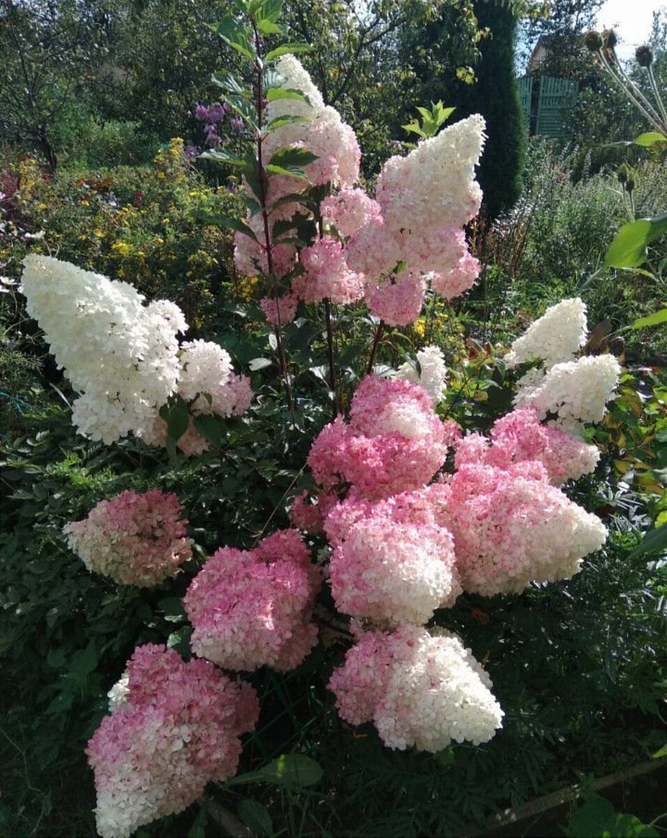 Шикарное цветение Ваниллы Фрайз 