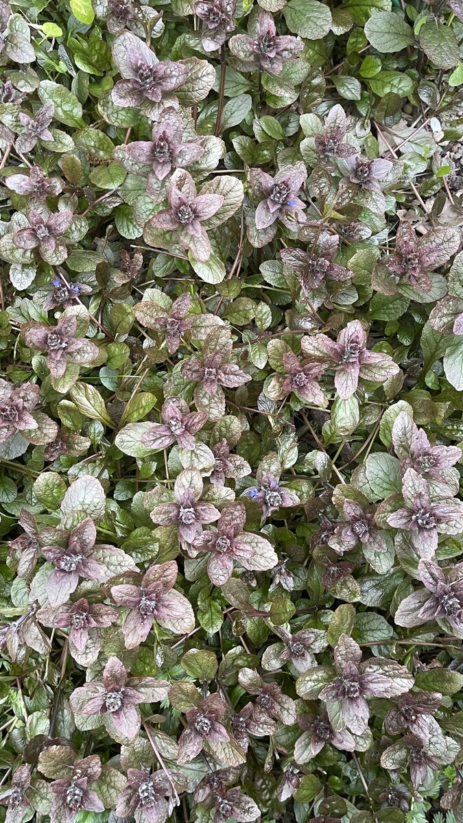 Живучка пурпурнолистная. 25.05.2022. Личный сад Анны Подолиной. МО, Салтыковка. Фото автора.