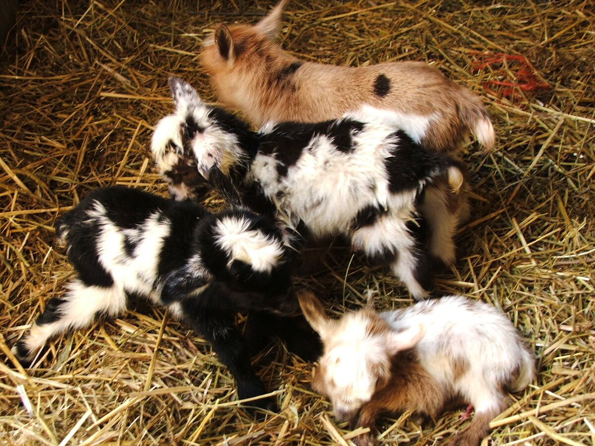 Фото с сайта Яндекс картинки. 