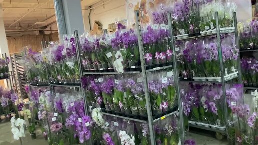 Распродажа Фаленопсисов в JMP FLOWERS. Орхидеи от 150 рублей ...