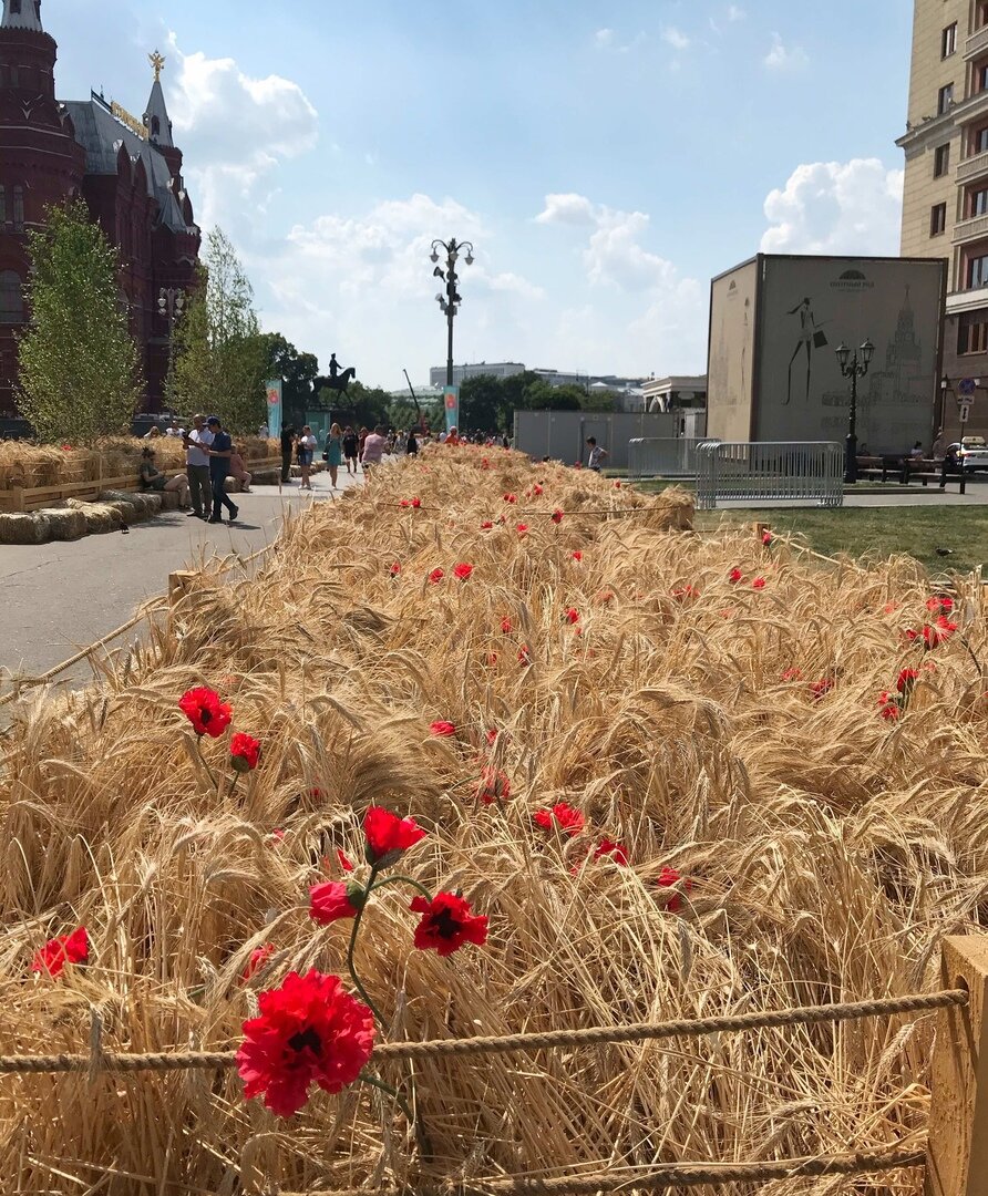 Колоски