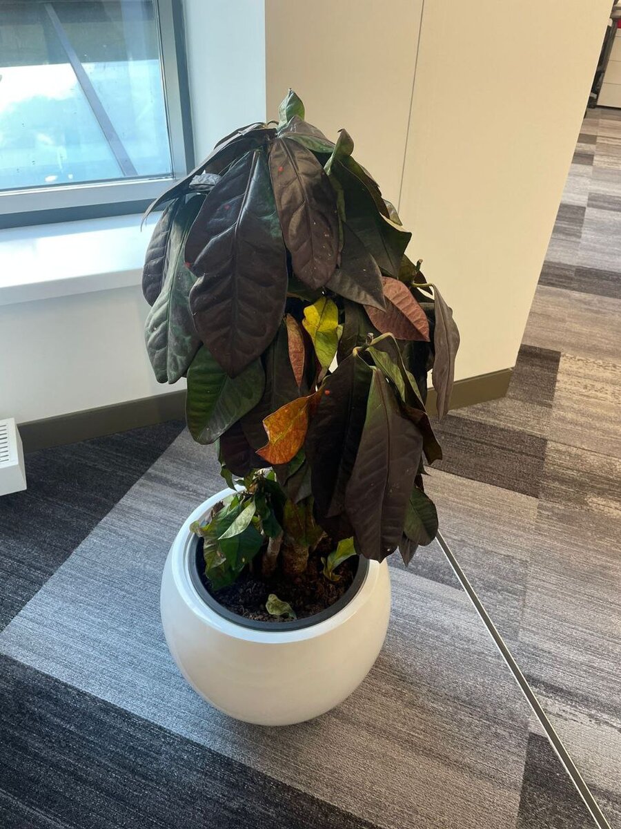 Поникший Кодиеум, он же Кротон