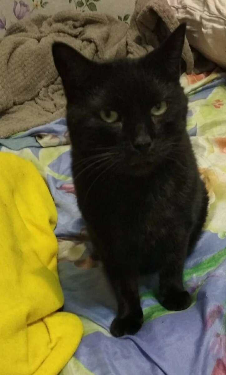 © ВСЕ ОТТЕНКИ КОШАЧЬЕГО. Кот Харматан 🐾