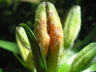 Поврежденный бутон лилии. Фото автора