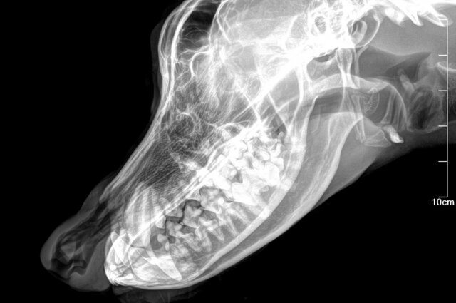    Фото: Из архива/ Инициативная группа по защите животных г. Тверь