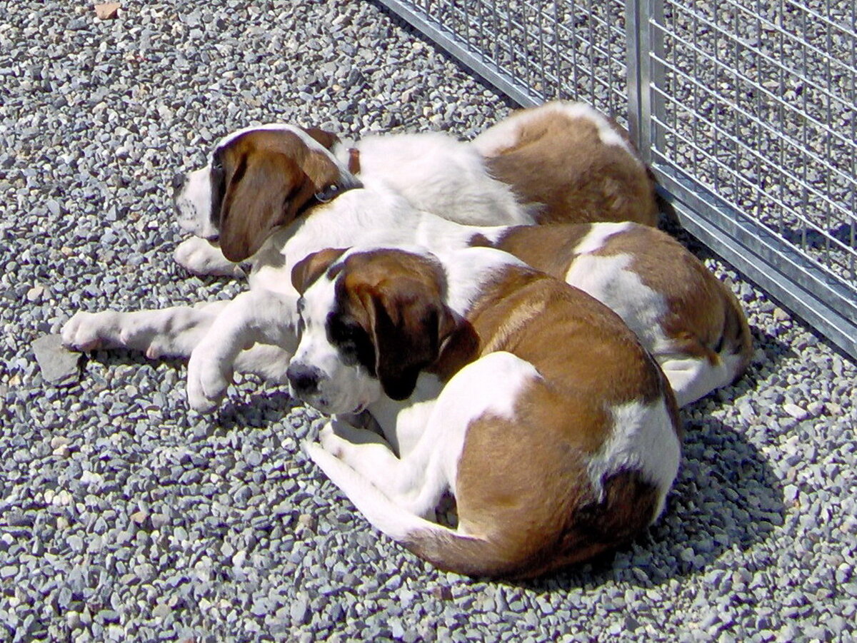 Щенки сенбернара. Фото из личного архива