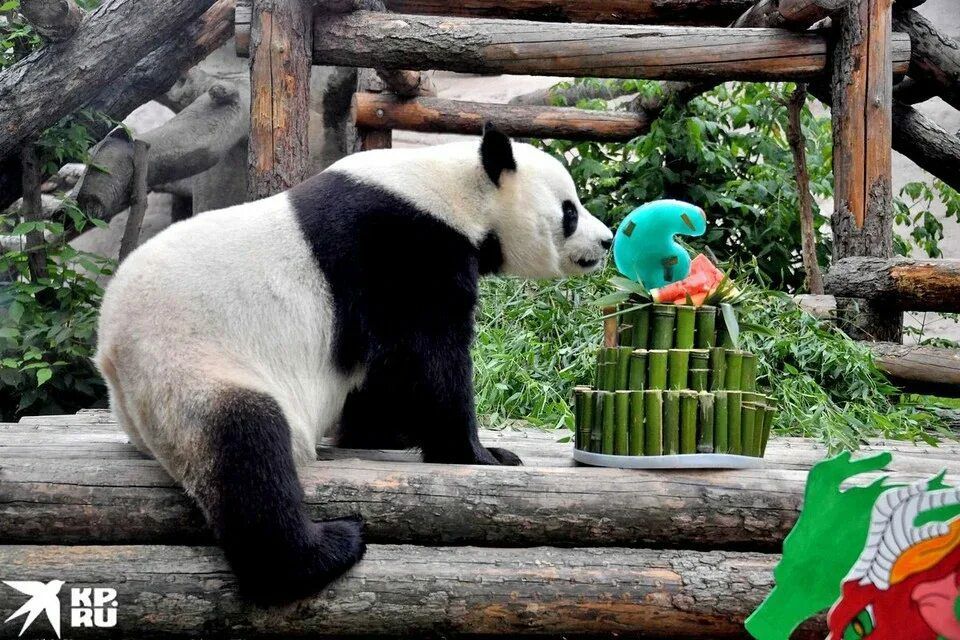 Летом 2022 года панде Жуи исполнилось 6 лет. Фото: Иван МАКЕЕВ