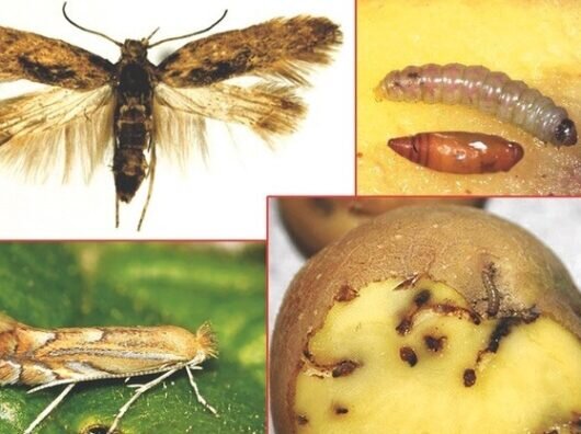    бабочка и гусеница картофельной моли // фото: tritonstroy.ru