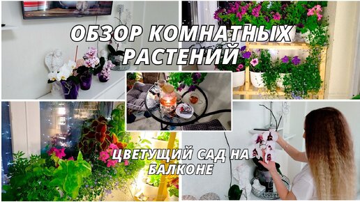 Огород на подоконнике: что можно вырастить, когда и как, идеи с фото