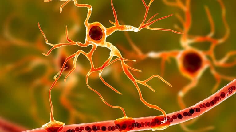    В ННГУ открыли механизм старения астроцитарных сетей головного мозга / ©Getty images