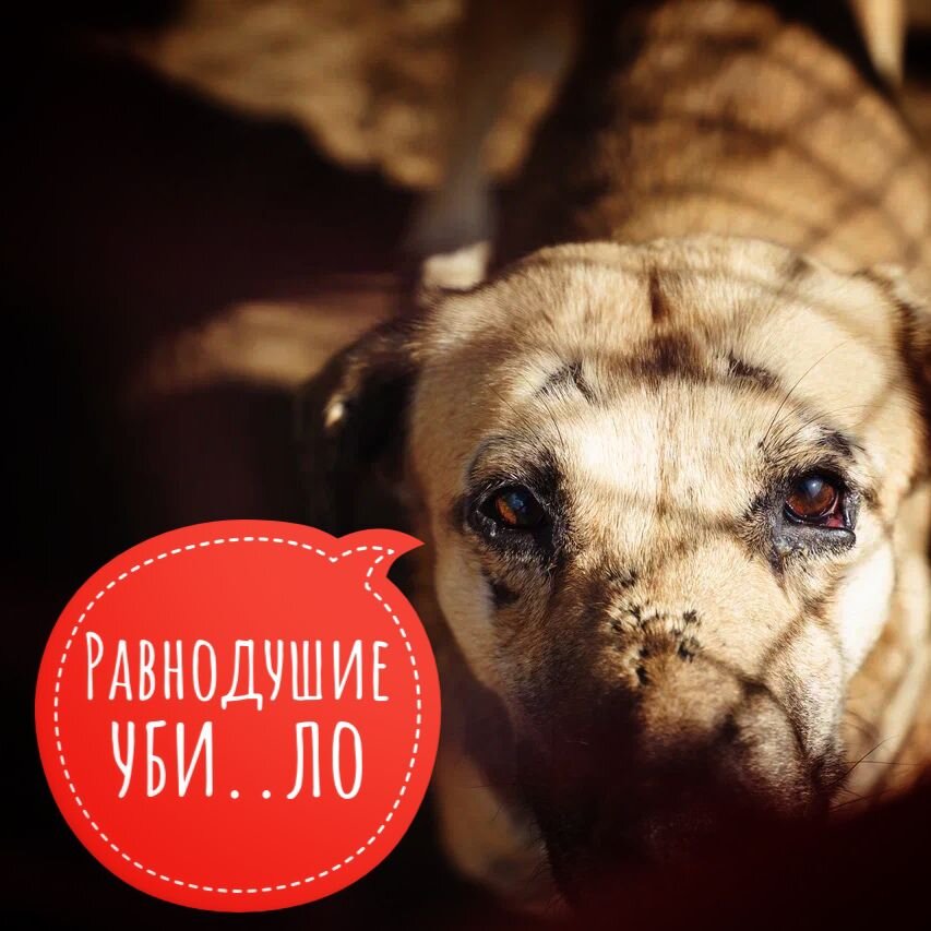 Нам очень нужна помощь людей!