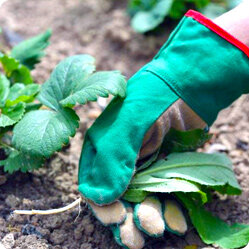 Уход за клубникой в августе и посадка новой клубники: советы и инструкции