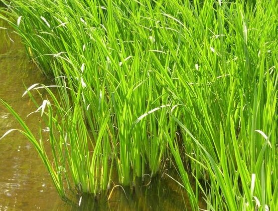 Советуем прочитать:
Какие маски можно сделать из корня аира? Ответ найдете по этой ссылке.
Чем полезен лопух для здоровья волос? Народные рецепты на его основе: смотрите тут.