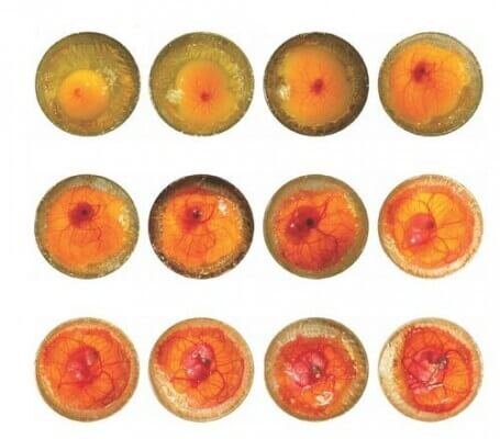 Развитие цыпленка в яйце: период по дням и стадиям