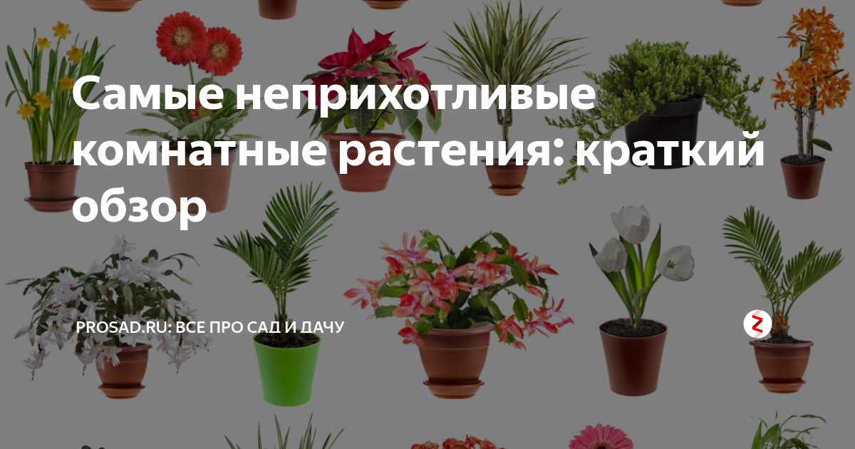 8 самых неприхотливых комнатных растений