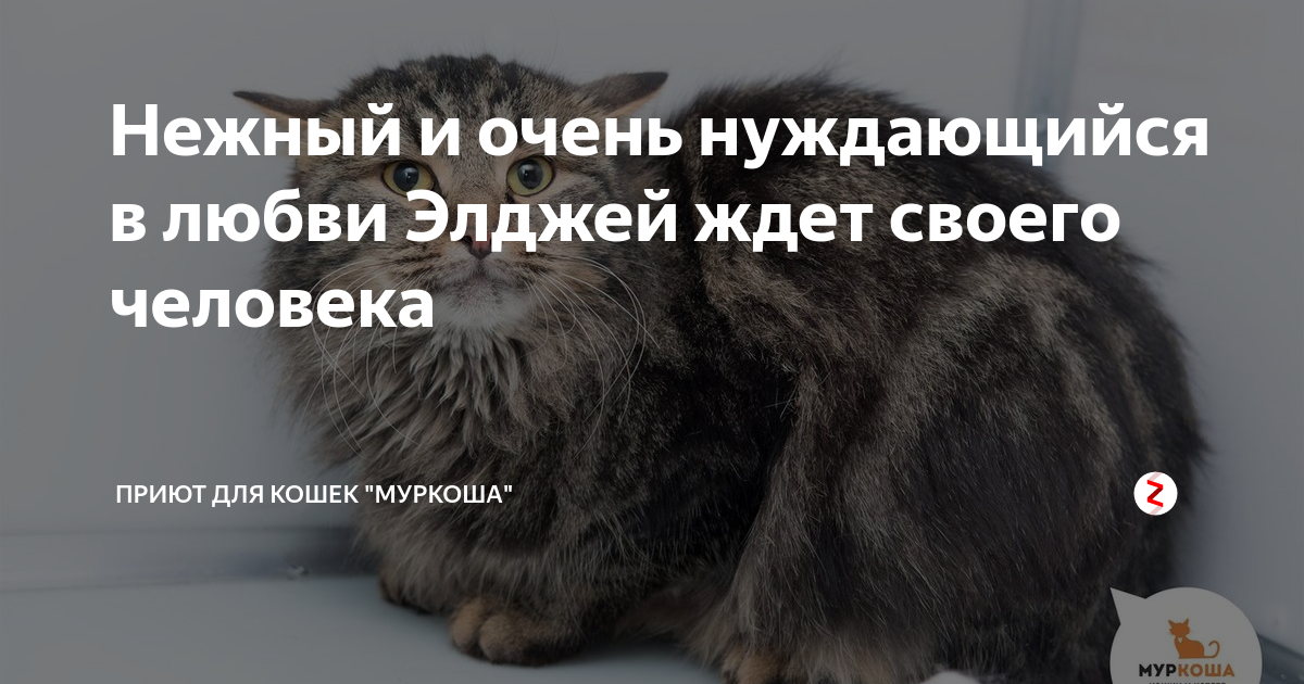 картинка на тему обращение природы к человеку. очень нуждается. я так в тебе нуждаюсь. бездомным животным. мир нуждается в любви.