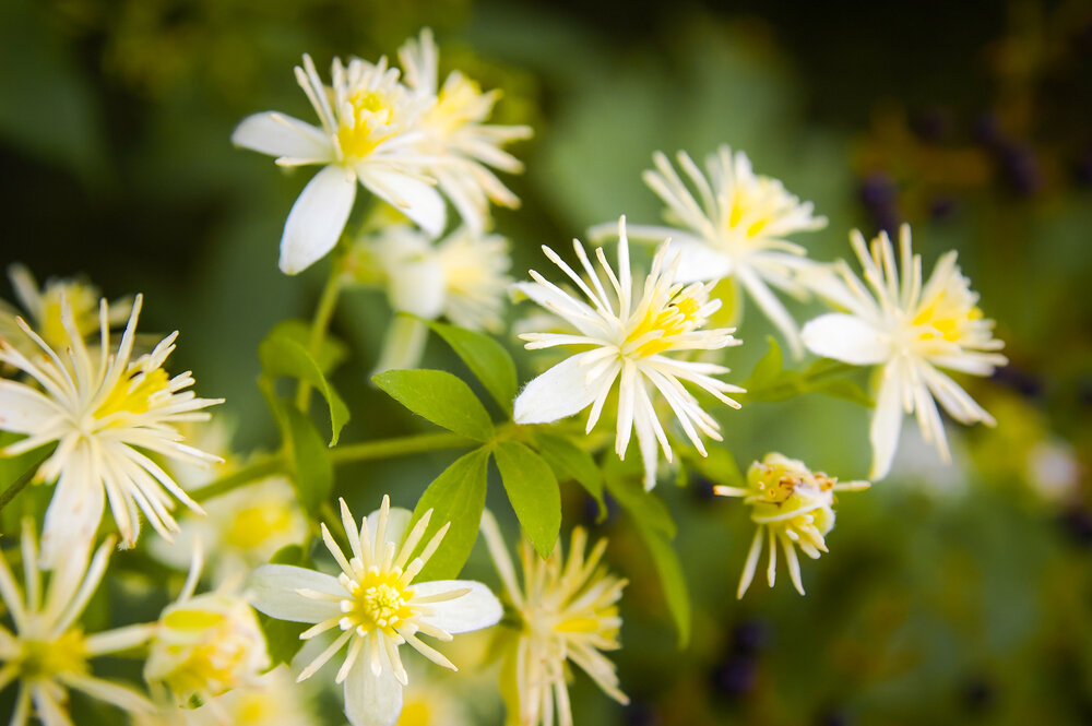 Источник: Depositphotos. Клематис -  Clematis 'Paul Farges' SUMMER SNOW