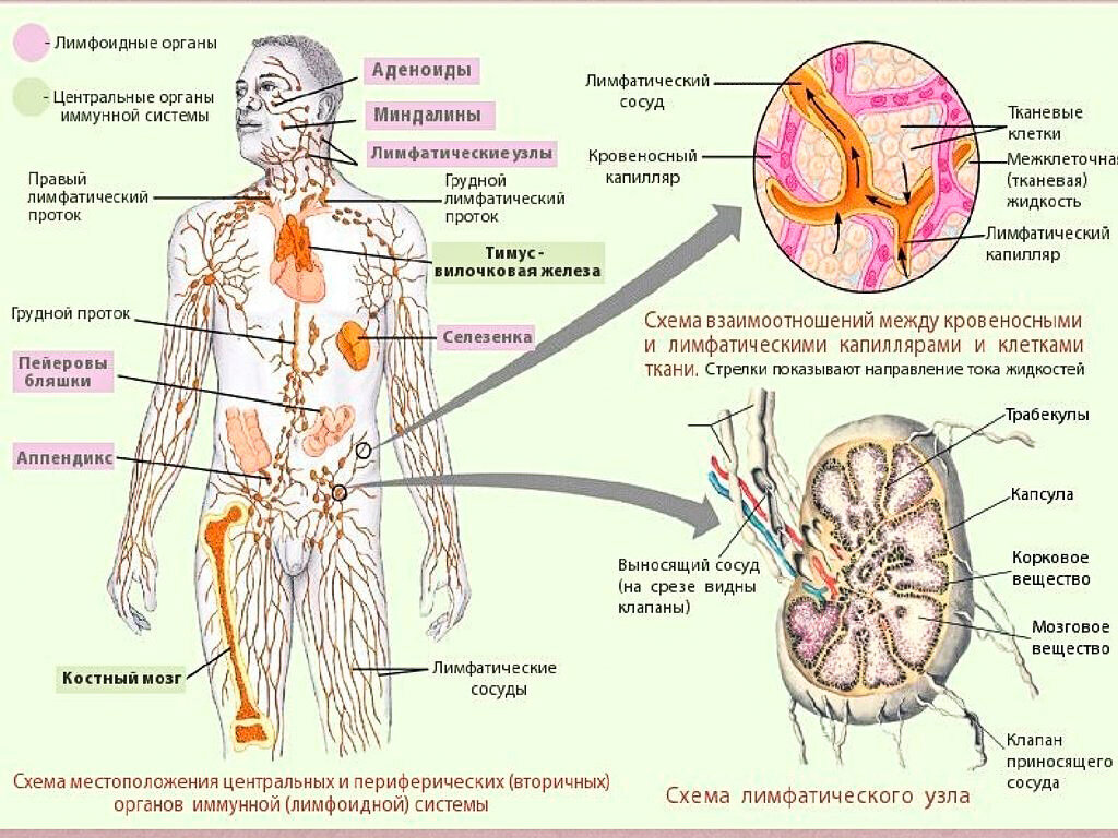 Лимфатическая система человека схема движения лимфы