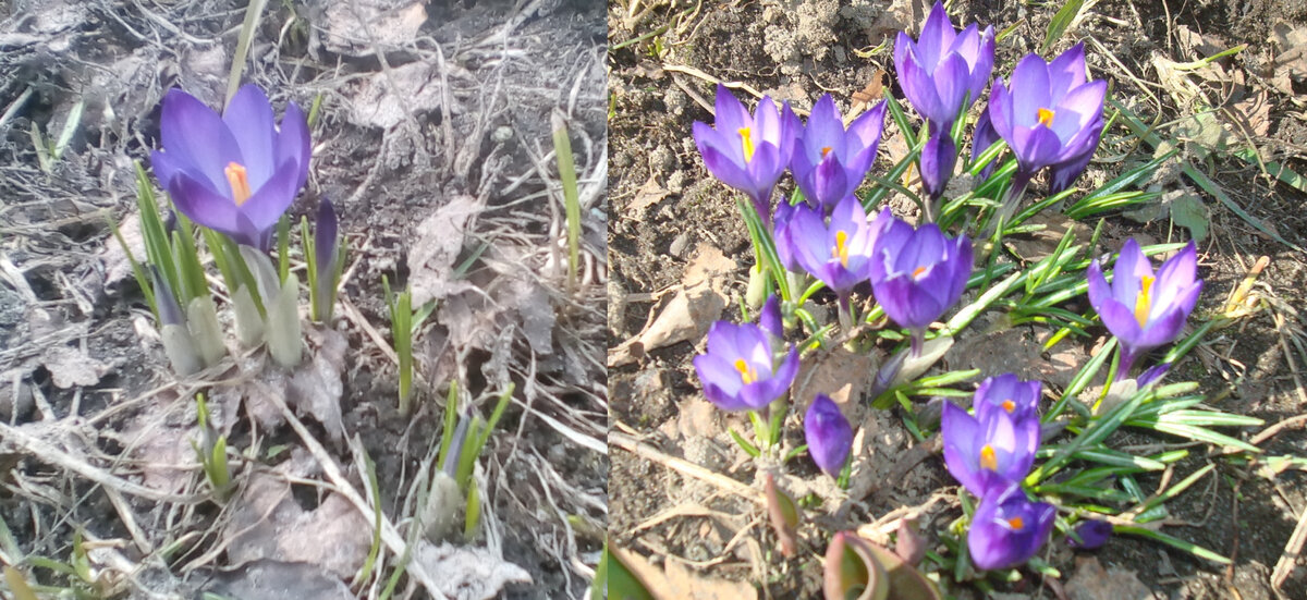 Первые робкие крокусы