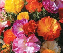    Эшшольция один из неприхотливых цветов, который становиться все популярнее у садоводов. Летом это растение замечательно украсит любую клумбу, своим ярким и обильным цветением.