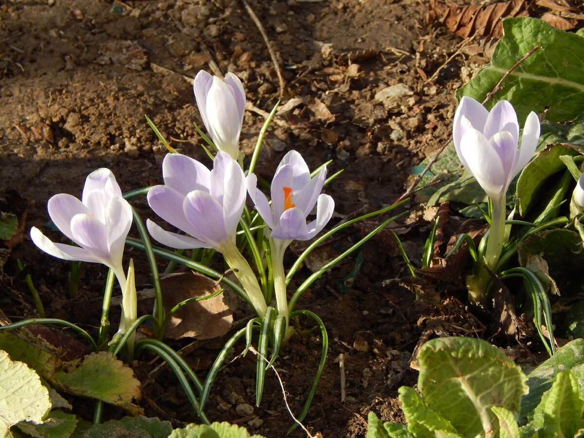 Крокус Арктический