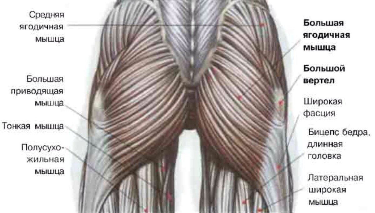 Структура ягодичных мышц