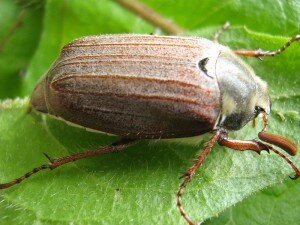 Все же методом проб и ошибок многим огородникам удалось найти несколько эффективных методов уничтожения злостного жука, который ест зелень и корневую систему практически всех растений, высаживаемых на приусадебных участках.