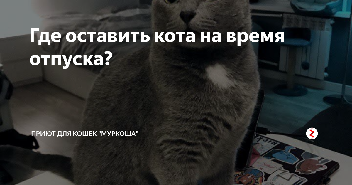 Животное на время отпуска. Где оставить кота. Где оставить кота на время отпуска. Передержка кота на время отпуска. Где оставить животное на время отпуска.